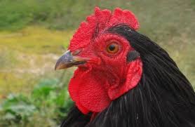 Their music has mixed rock and roll, punk rock, british blues, ska, and new wave. Roosters Help Study Of Pet Food Protein Digestibility Petfoodindustry Com