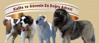 bestdog heaven bursa kopek ciftligi kopek ilanlari yavru kopek yavru kopek kopek