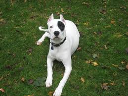 Dogo Argentino 2020 Goruntuler Ile Buyuk Kopekler Kopek Kopek Turleri