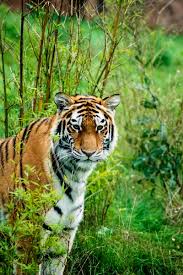 Jul 03, 2019 · all modern tigers are subspecies of panthera tigris (for example, the siberian tiger is technically known by the genus and species name panthera tigris altaica). Siberian Tiger Tiger Predator Animal Wildlife Hd Mobile Wallpaper Peakpx