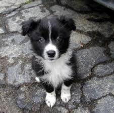 Black And White Collie Dog Border Collie Puppies Breeders Collies Collie Puppies Border Collie Puppies Collie Dog