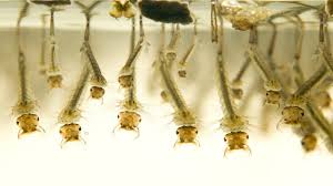 We did not find results for: How To Kill Mosquito Larvae Information Tips Pest Samurai