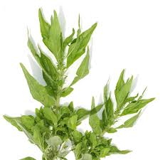 Image result for Parietaria