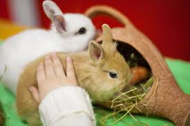 We did not find results for: The 10 Best Pet Stores In Maine