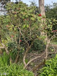 Image result for Greyia