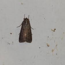 Image result for Kotschya scaberrima