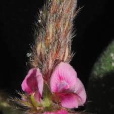 Image result for Indigofera flavicans