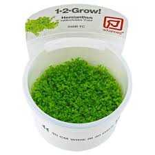 Image result for Hippocratea buchananii