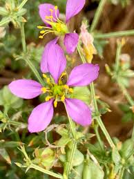 Image result for Fagonia isotricha