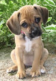 Black And Tan Puggle Puppies For Sale Puggle Cross Between A Beagle And A Pug Puggle Puppies Cute Dogs Puppies