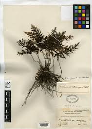 Image result for Abrodictyum rigidum