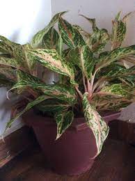 Pin By Shiny Rohini On Gardening Plants Chinese Evergreen Plant Cool Plants
