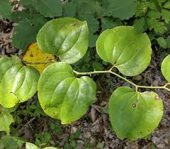 Image result for Smilax