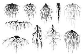 tree roots silhouettes isolated on white vector set of taproot and fibrous root systems of various pl roots illustration tree with roots drawing roots drawing