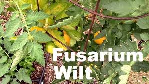 Image result for tomato seedling fusarium wilt