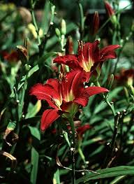 The beautiful little business daylily plant is a wonderful choice if you are looking to liven up your garden in a subtle yet luxurious way. Little Business Daylily Thomsonslandscaping Com