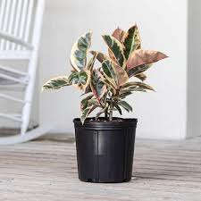 Image result for Ficus elastica