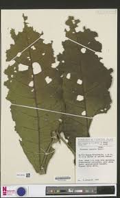 Image result for Vernonia conferta