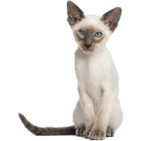 Wormed up to date also flea precaution ,comes with full kitten gift box, mom & dad are in last 2 pictures. Available Oriental Kittens For Sale Cats For Adoption