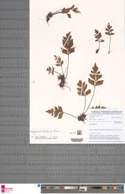 Image result for Asplenium hemitomum