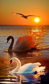 Pin By Ada Dalilah My Photo Monta On Foto Montage Cisnes In 2020 Beautiful Nature Pictures Beautiful Landscape Wallpaper Beautiful Nature Wallpaper