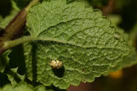 Image result for Anisopappus chinensis