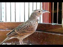 Pakan ini diberikan sebagai alternatif bagi burung dalam perawatan harian. Branjangan Juara Internasional Youtube