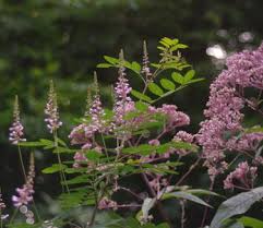 Image result for Indigofera