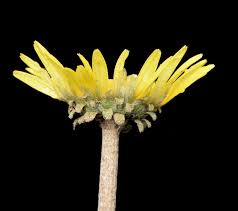 Image result for Haplocarpha scaposa