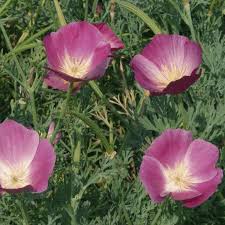 Dieses und viele weitere bücher versandkostenfrei im thalia onlieshop bestellen. Eschscholzia Californica California Poppy Purple Gleam Wildflower Seeds