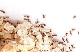 how to get rid of sugar ants 9 ways to