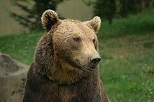 What is the weight of a brown bear? Brown Bear Wikipedia