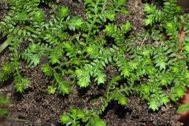 Image result for Selaginella mittenii