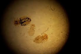 Image result for what do Mallophaga look like in dog fur