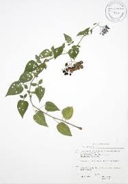 Image result for Solanum cyaneopurpureum