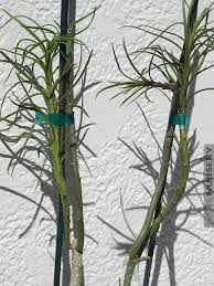 Image result for Kleinia sp.no.1