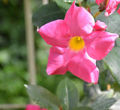 Image result for dipladenie suaveolens obrázek