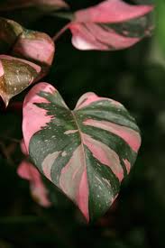 Image result for Araceae