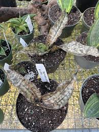 Image result for Sansevieria kirkii