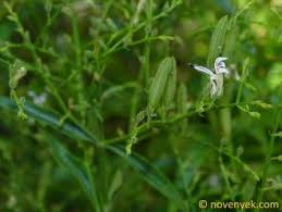 Image result for Barleria rhynchocarpa