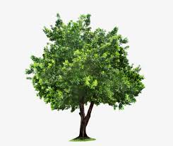 Check our collection of tree transparent background, search and use these free images for powerpoint presentation, reports, websites, pdf, graphic design or any other project you are working on now. Tree Png Clipart Transparent Background Tree Clipart Png Image Transparent Png Free Download On Seekpng