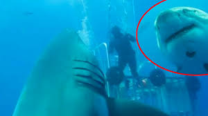 Auf platz zwei landet ein weiteres militär: Spektakulares Unterwasser Video Ist Das Der Grosste Weisse Hai Der Welt News Ausland Bild De