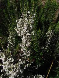 Image result for Erica wildii