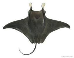 Manta Ray Fish In 2020 Manta Ray Manta Ray Tattoos Manta