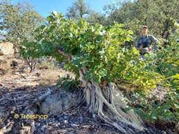 Image result for Ficus abutilifolia