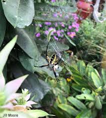 Cucumber spotted beetles are small garden insects, and they can be easily identified by having yellow streaks or spots. Garden Spiders Rockin In The Dmv Black And Yellow Garden Spider Argiope Aurantia Bug Of The Week