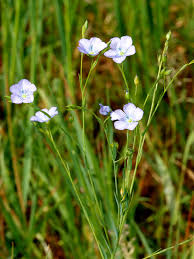 Image result for Linum volkensii