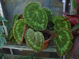 Image result for Begonia loranthoides