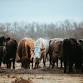 AAM Livestock New Amalfi Sale