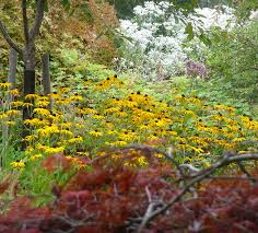 Image result for Grona setigera